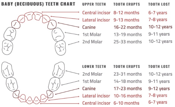 happy dental patient