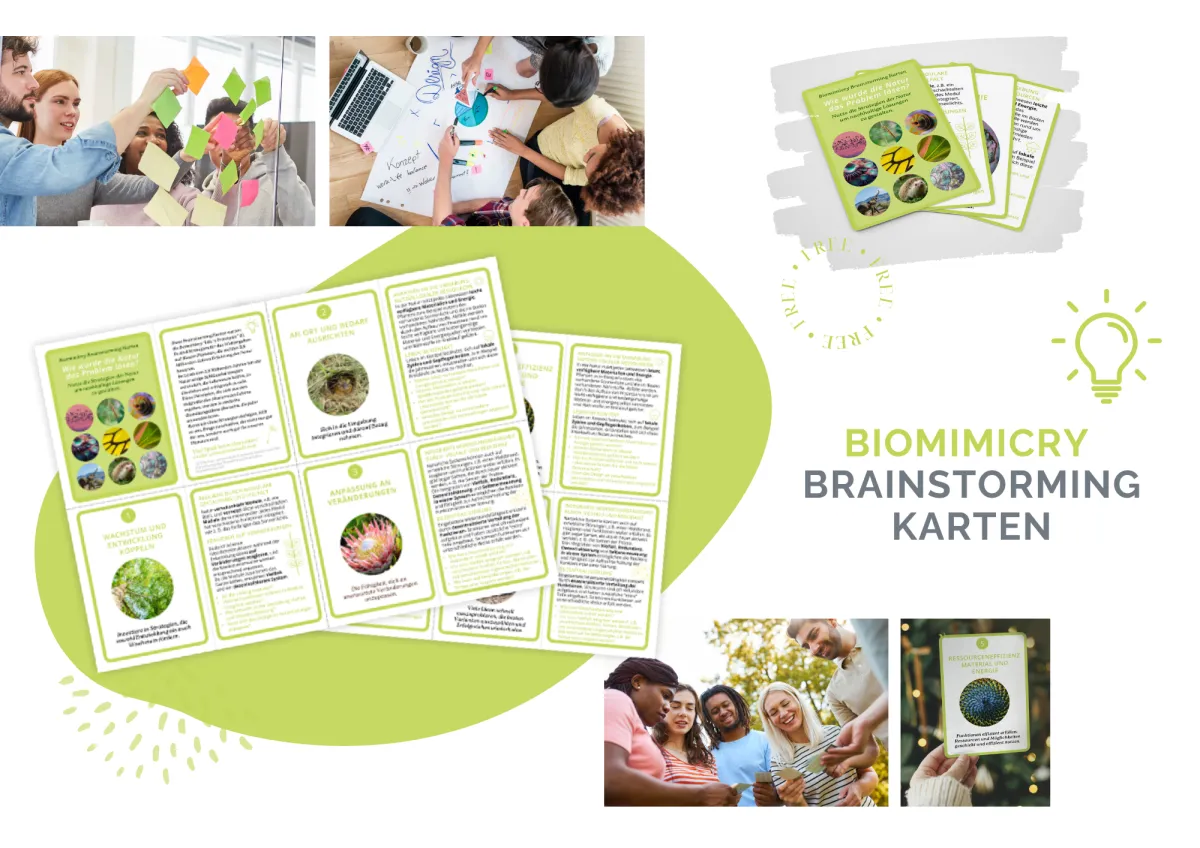 Biomimicry Brainstorming Karten