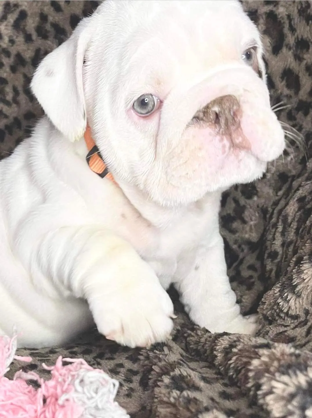Healthy, genetically tested English Bulldog puppies raised in Texas