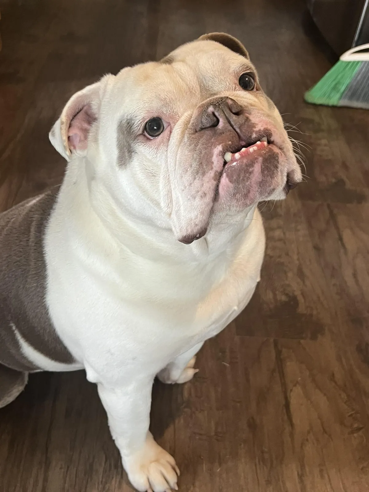 Gigan - calm and protective English Bulldog sire