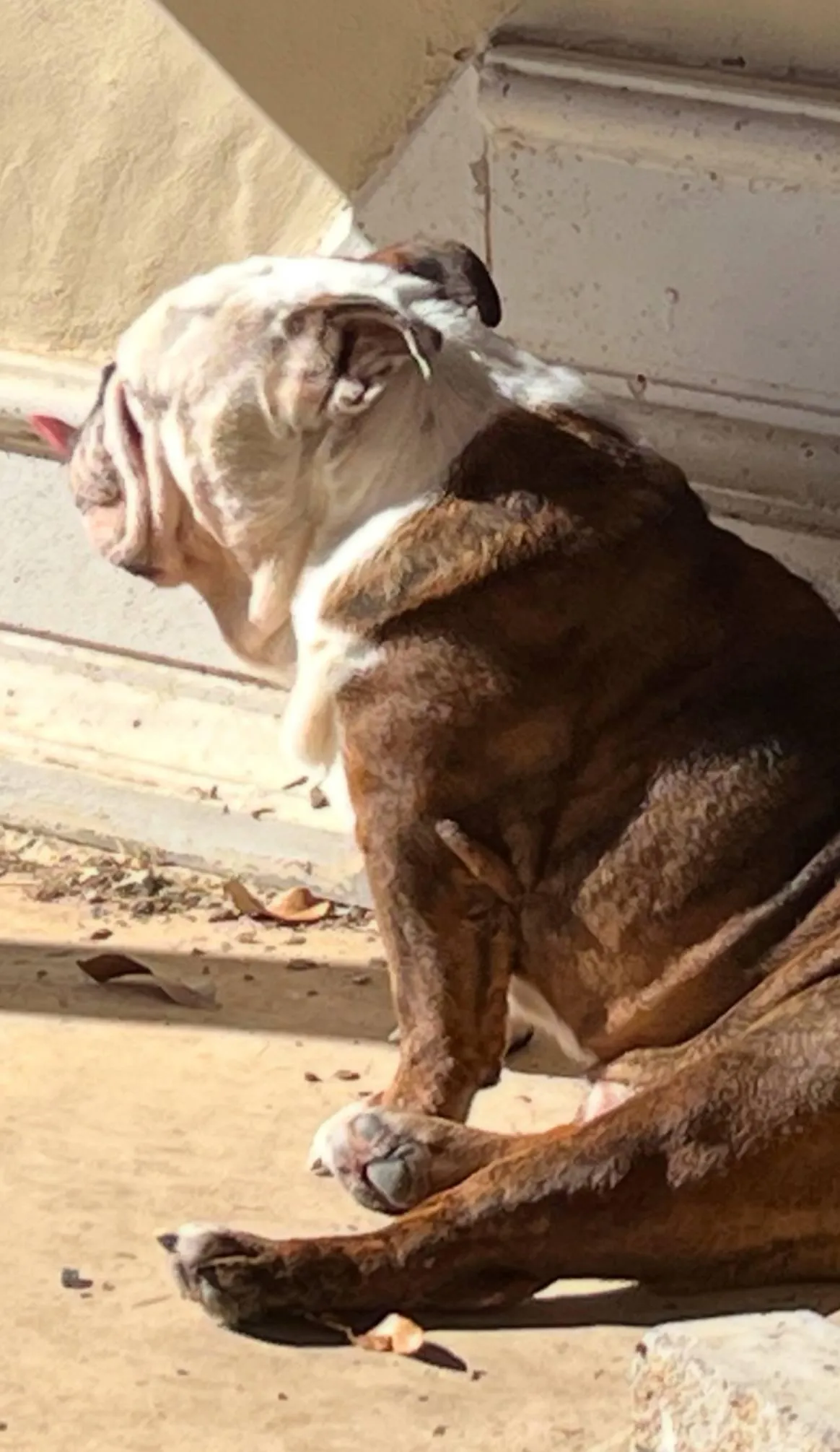 Dedicated English Bulldog breeder holding a playful puppy at Bulldogzilla