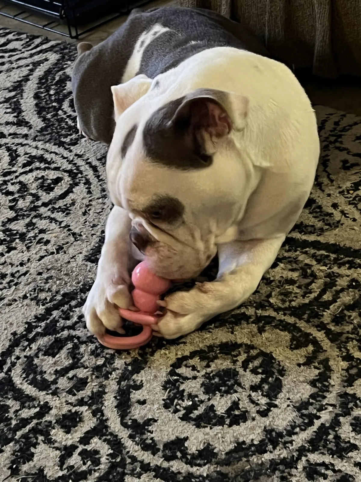 Gigan, our calm and loving English Bulldog sire