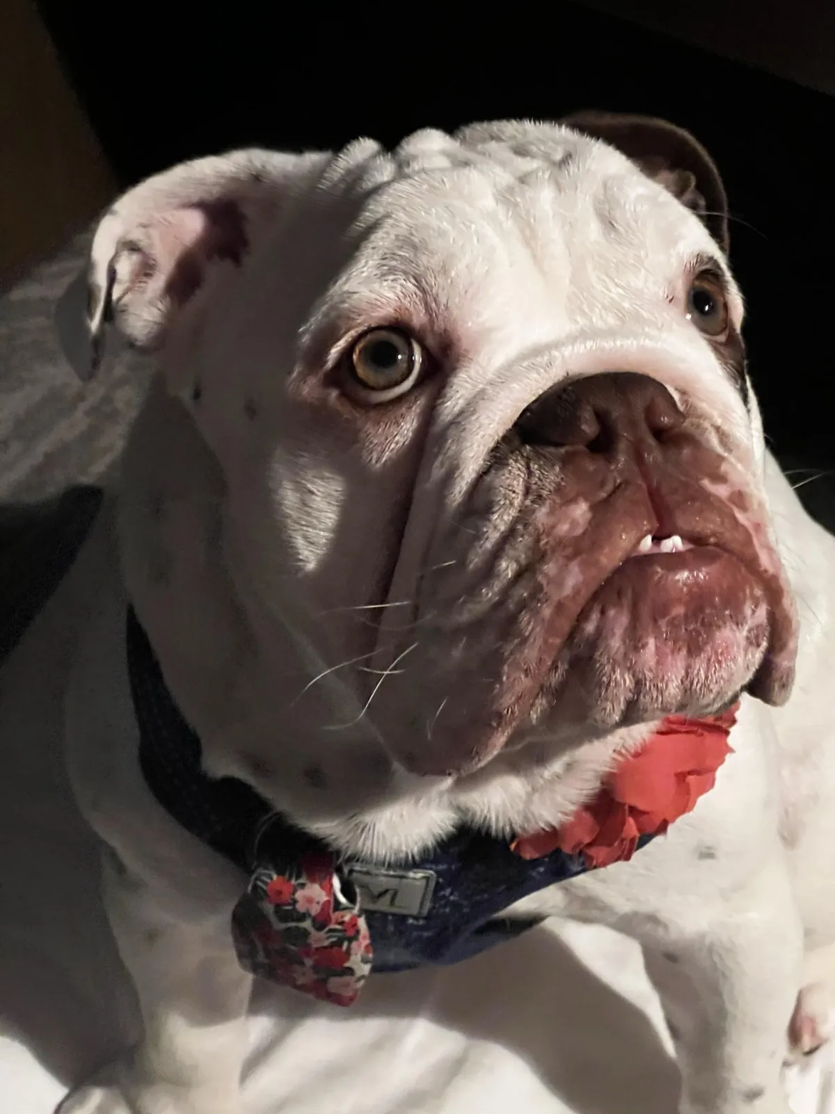 Ghidorah, affectionate and patient English Bulldog dam