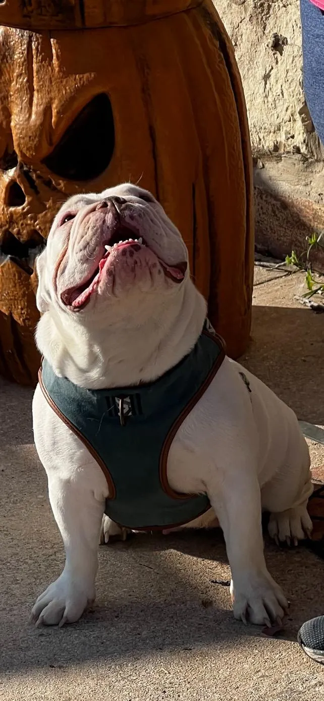 Pajira, gentle and playful English Bulldog dam