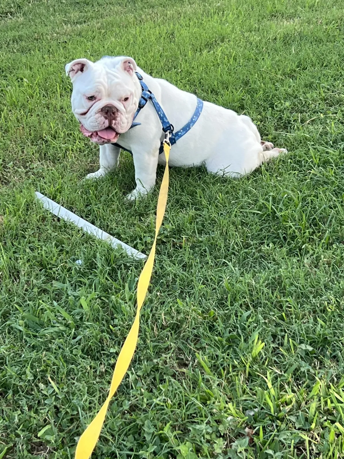 Pajira - playful and affectionate English Bulldog dam