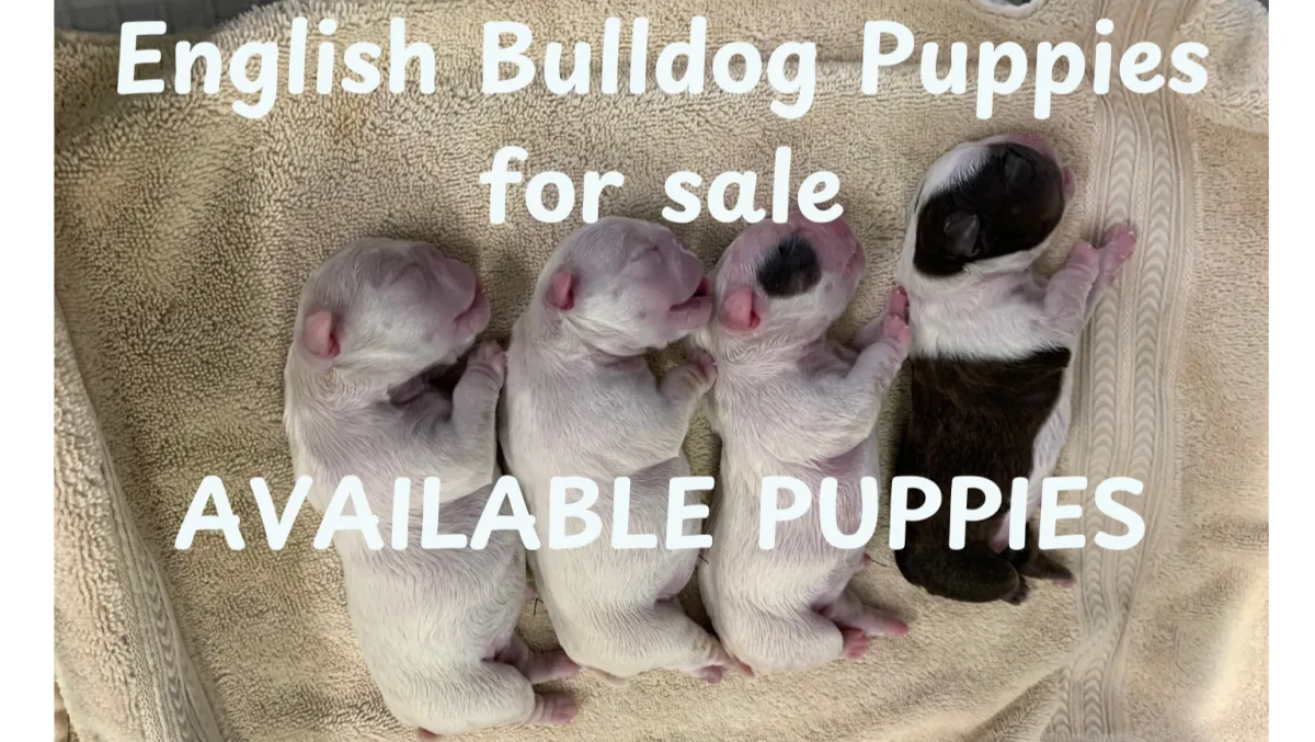 Healthy, family-raised English Bulldog puppies available in Texas