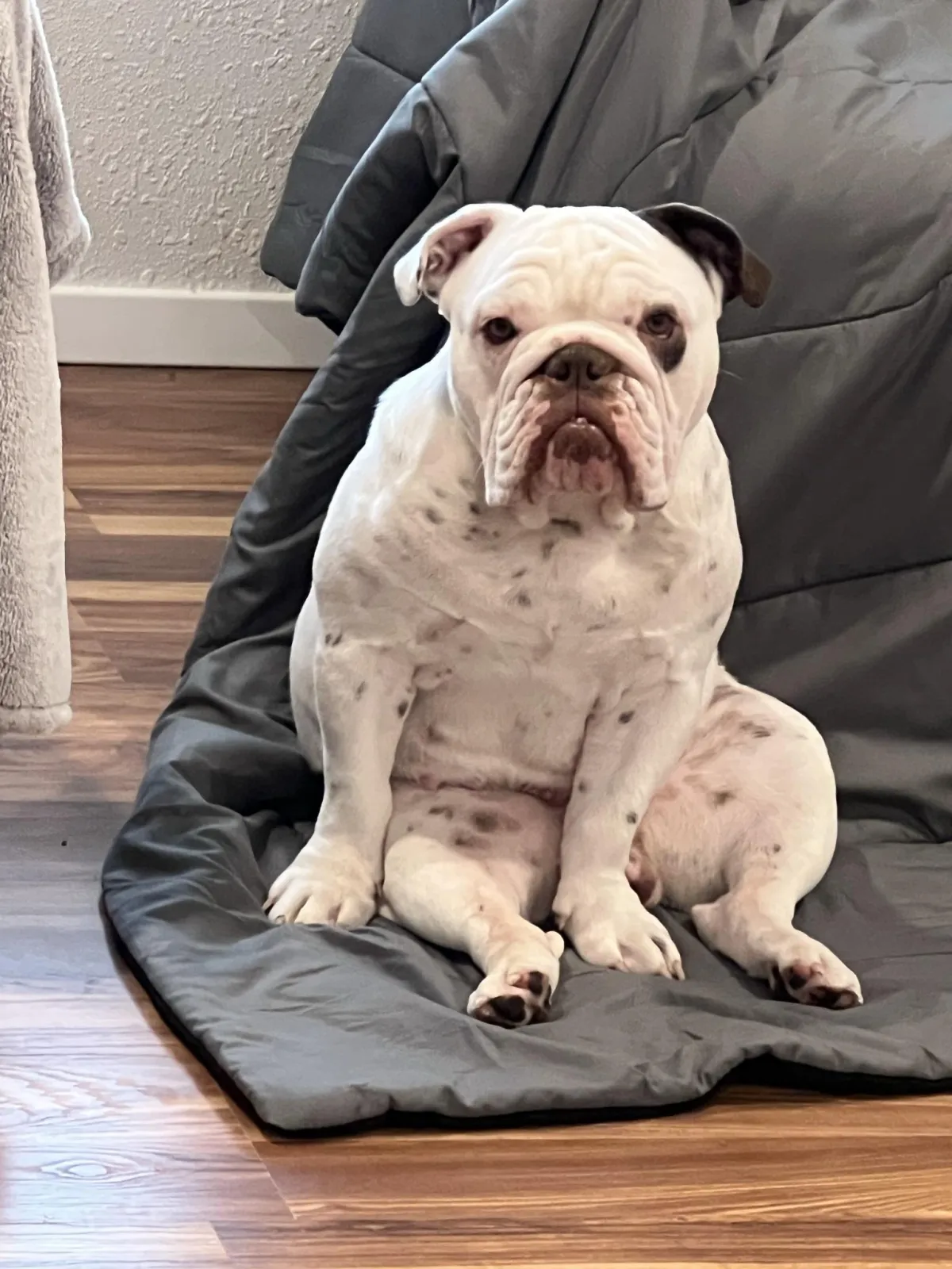 Ghidorah - affectionate and patient English Bulldog dam