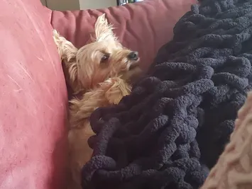 Small dog snuggled in a blanket on a couch.