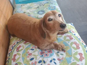 Brown dachshund resting on a colorful cushion