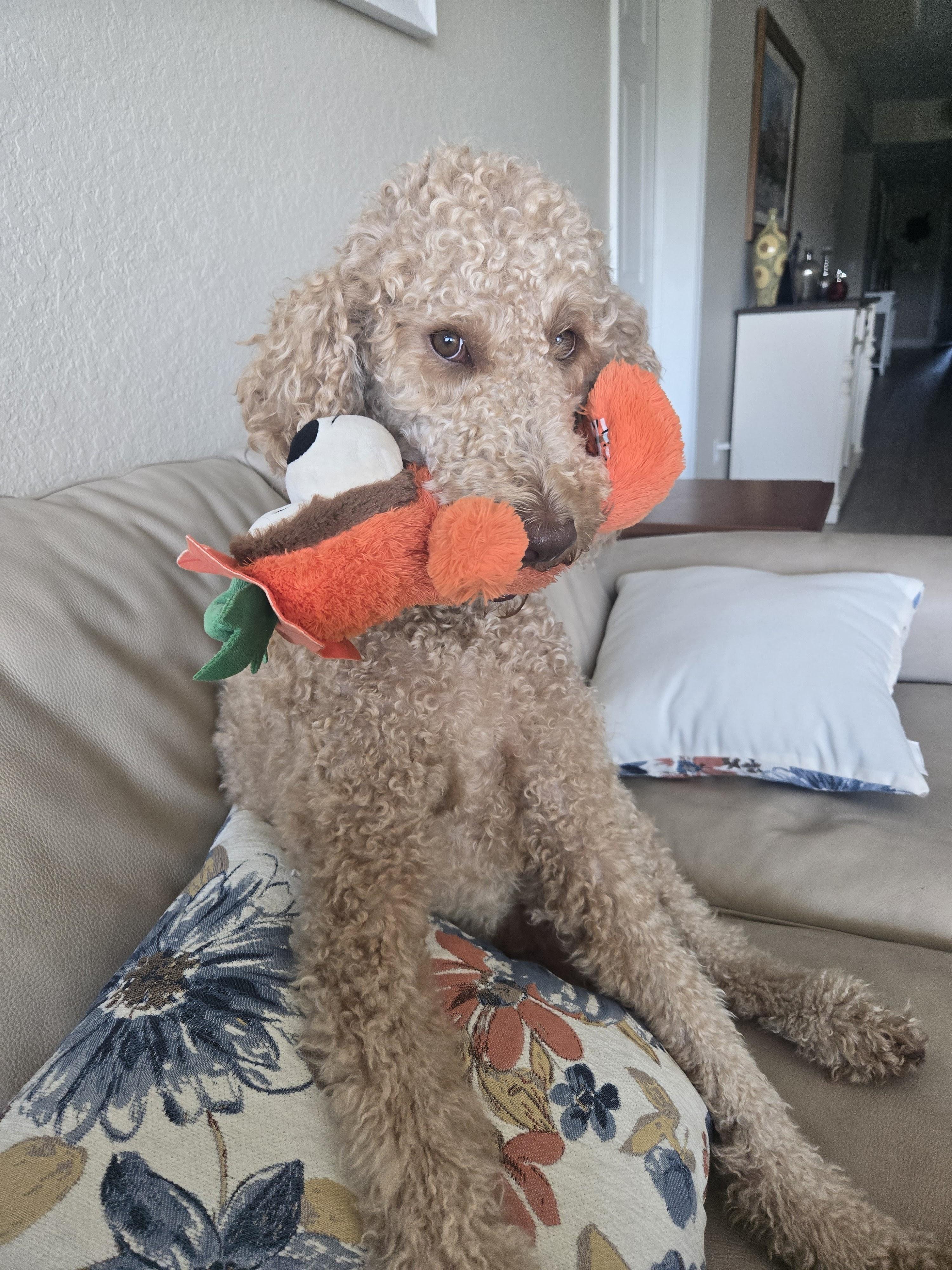 Curly dog sitting on a couch holding a plush toy in its mouth.