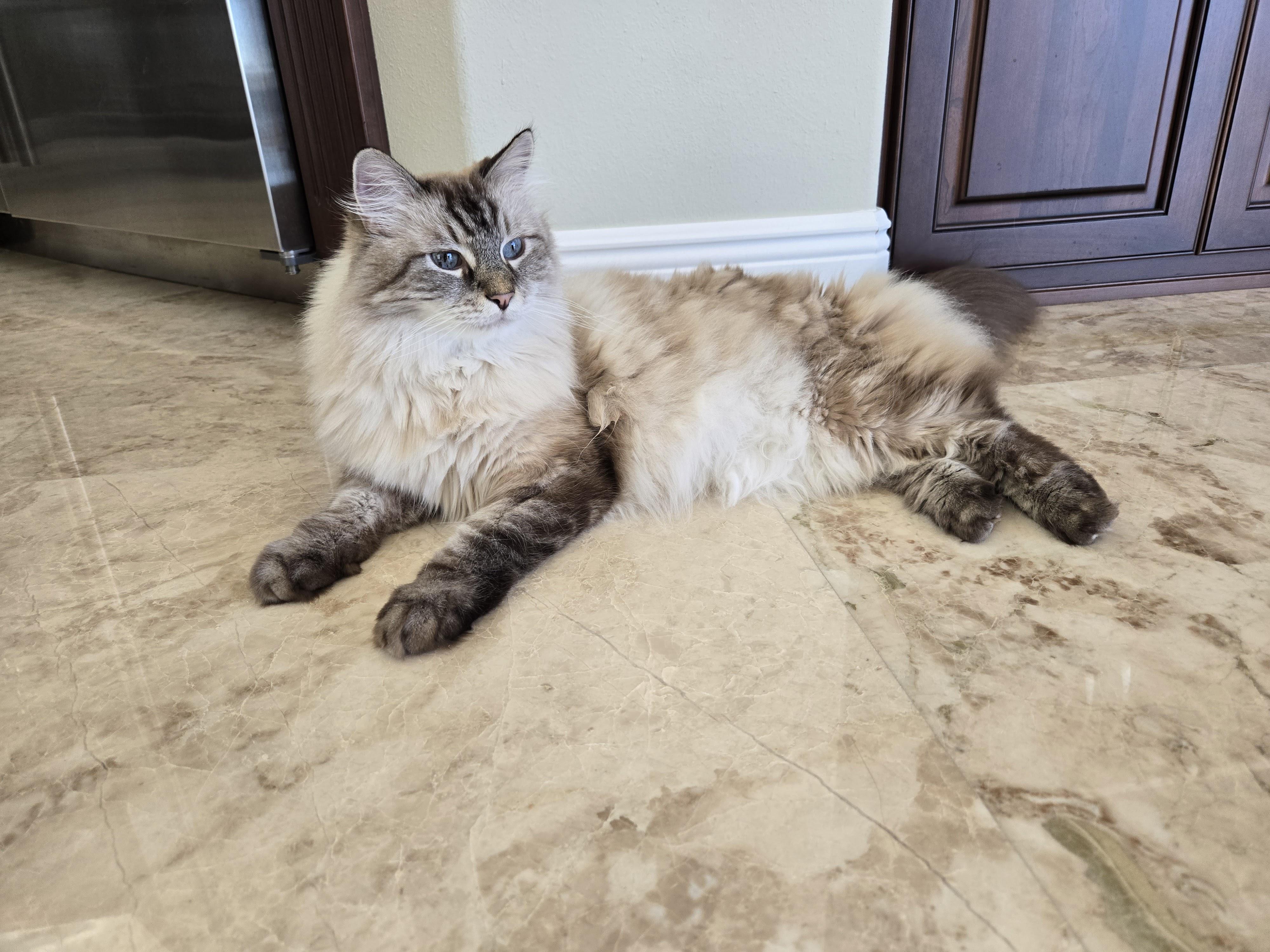 Fluffy Siamese-mix cat lying on a marble floor.