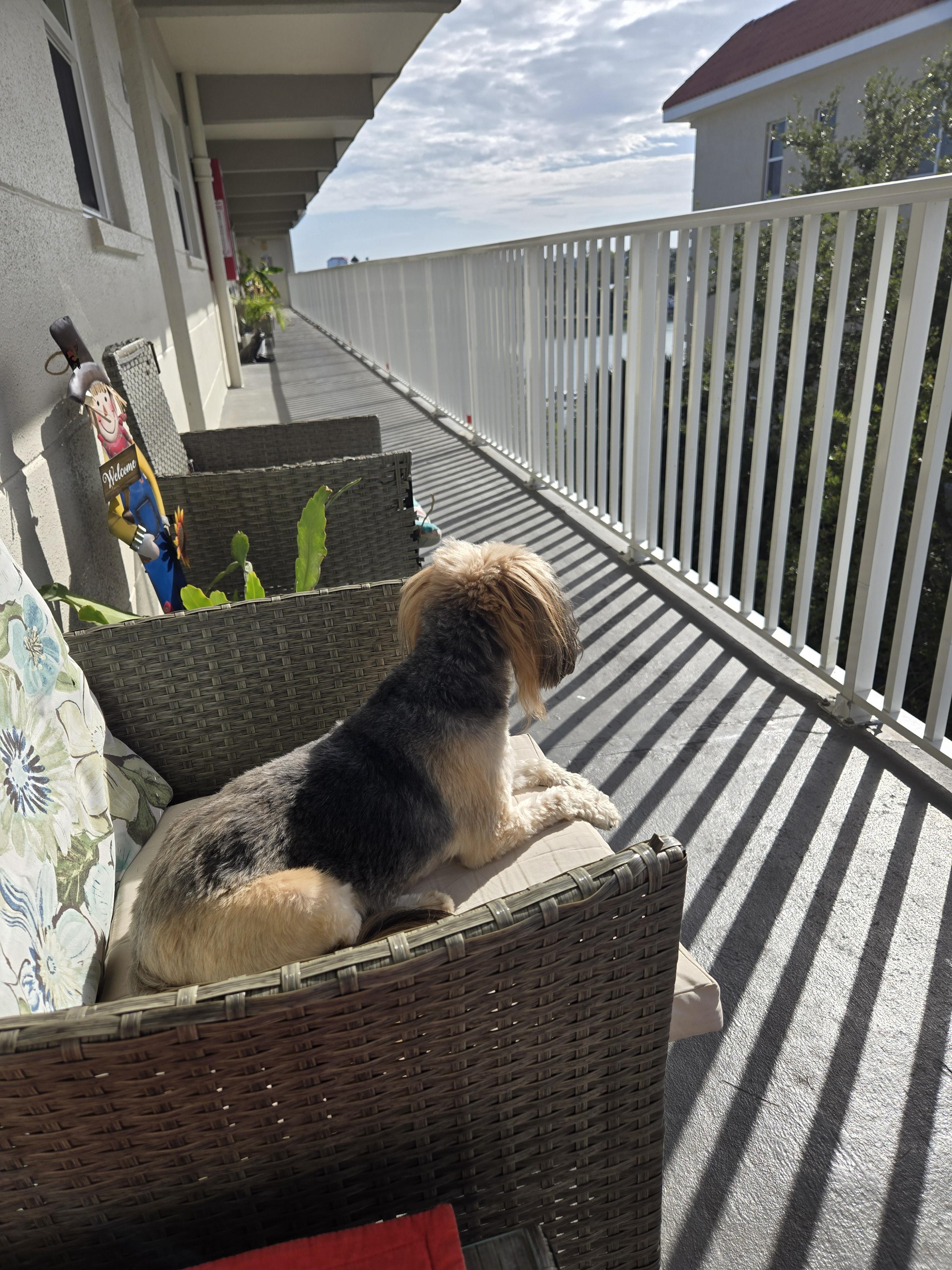 Small dog sitting on a balcony chair looking out at the view.