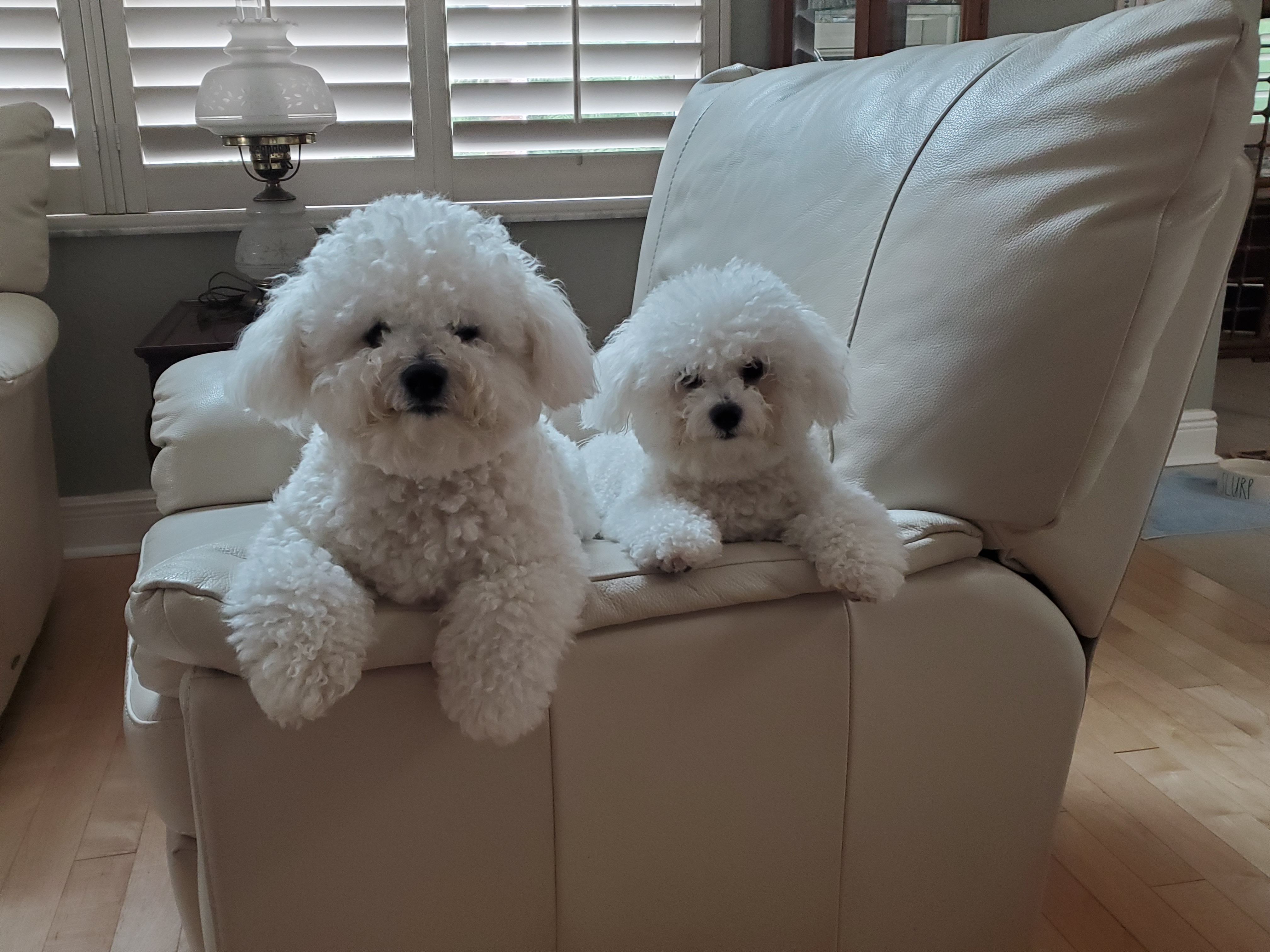 wo fluffy white dogs lounging on a leather chair.
