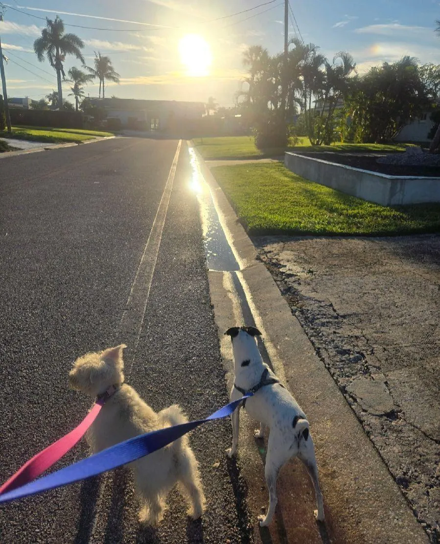 Two dogs on leashes walking down a sunny suburban street at sunrise.