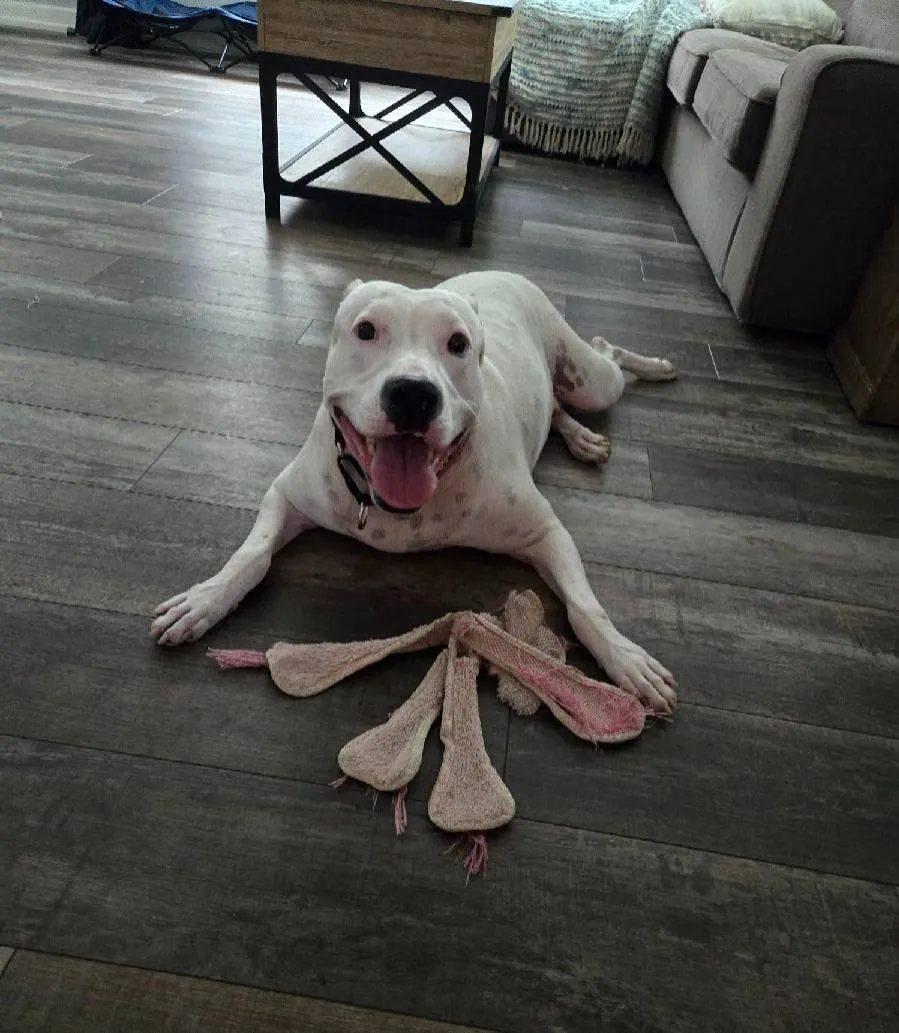 Happy white dog lying on the floor with a shredded toy.