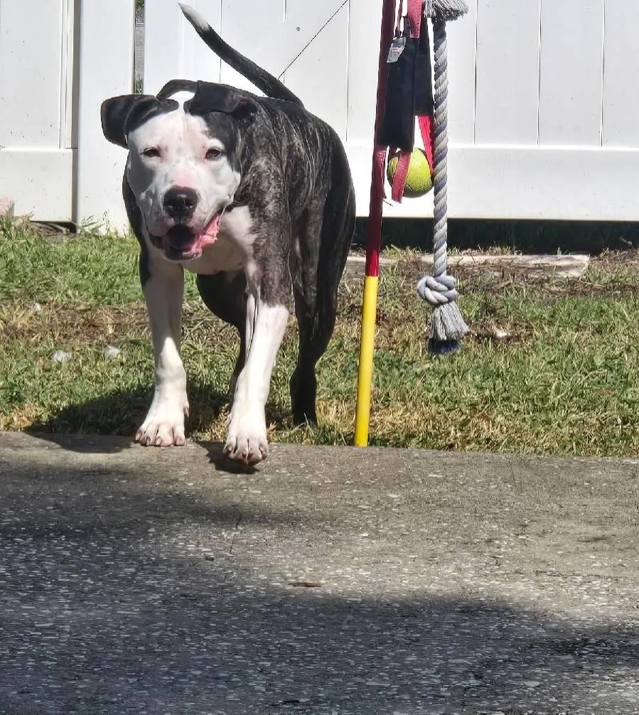Black-and-white dog standing outside near a rope toy.