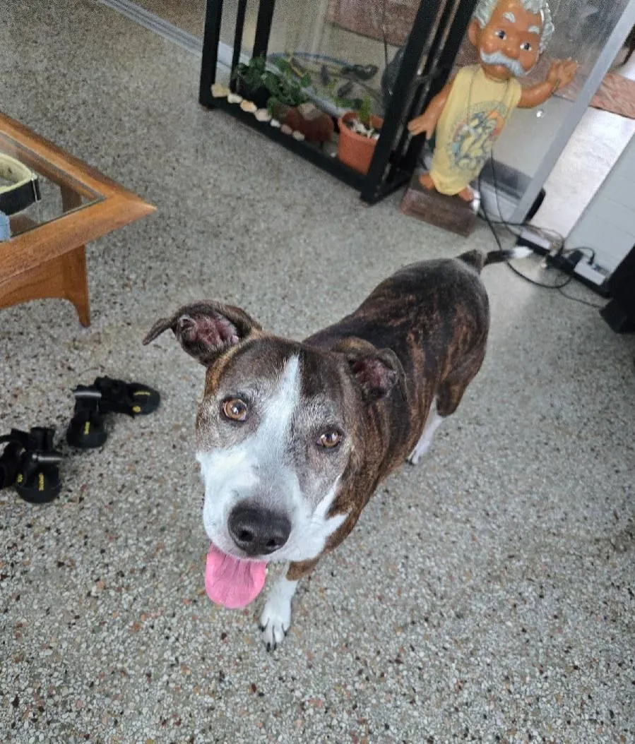 Happy brindle dog standing indoors with tongue out.