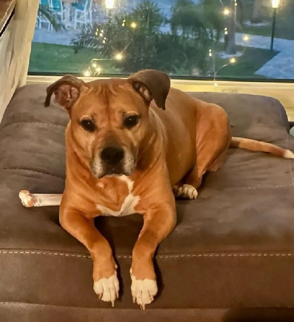 Brown dog relaxing on a cushioned ottoman indoors.
