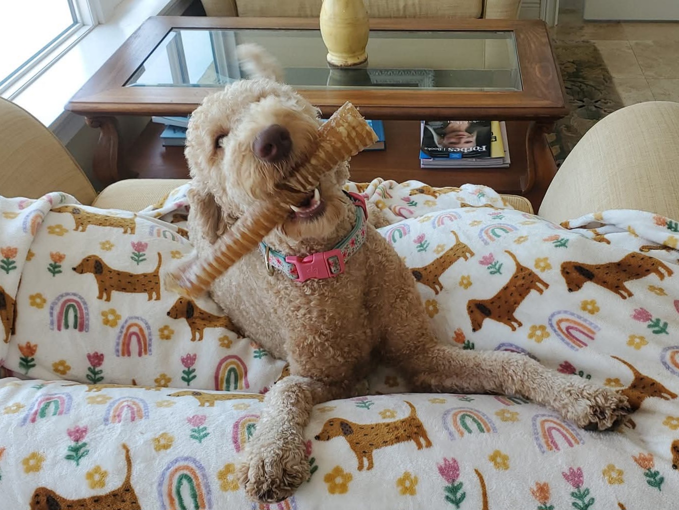 Happy curly dog chewing a bone on a colorful dachshund-pattern blanket.