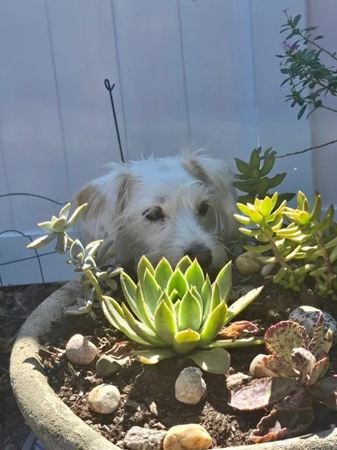 Couple petting a black-and-tan dog wearing a sweater