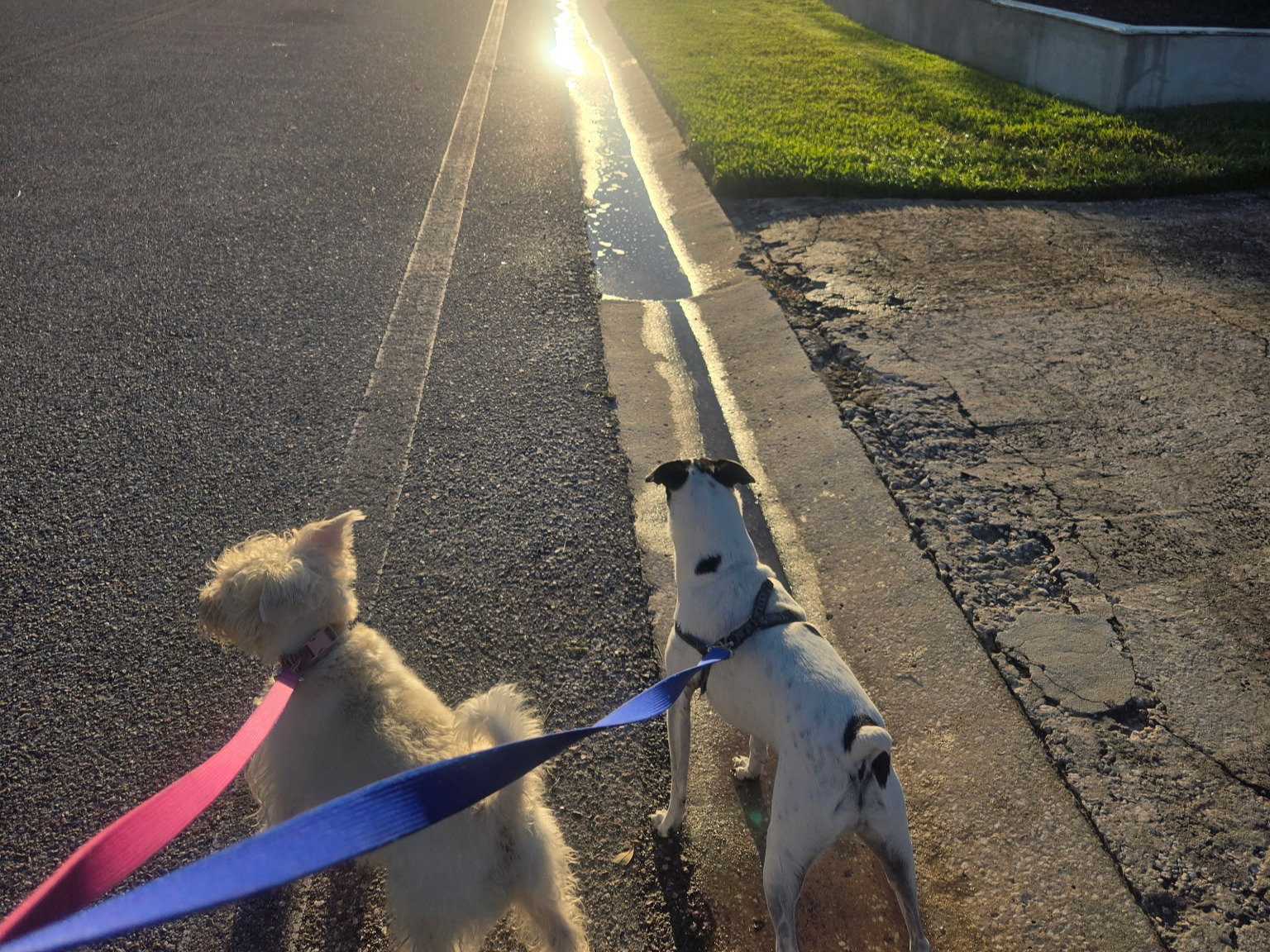 Two dogs on leashes walking down a sunny suburban street at sunrise.