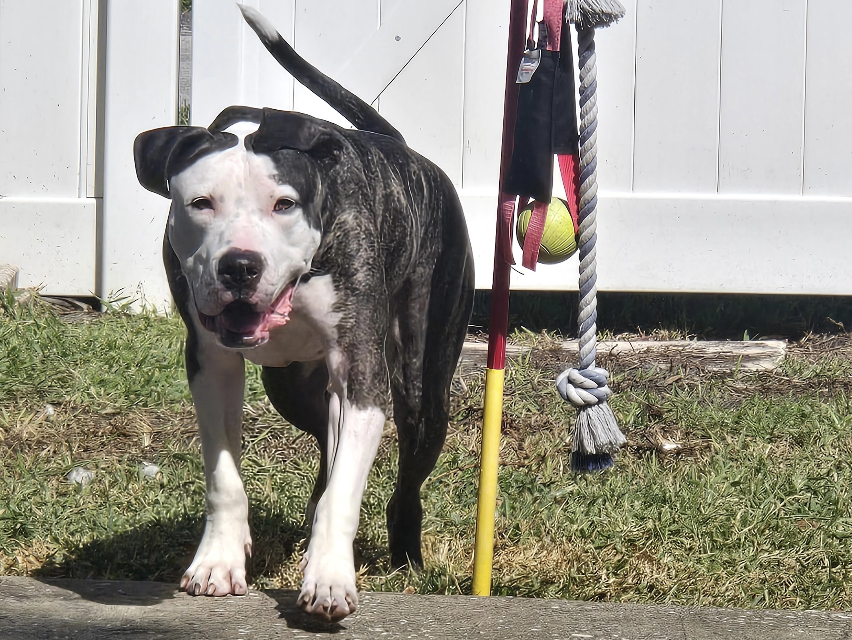 Black-and-white dog standing outside near a rope toy.