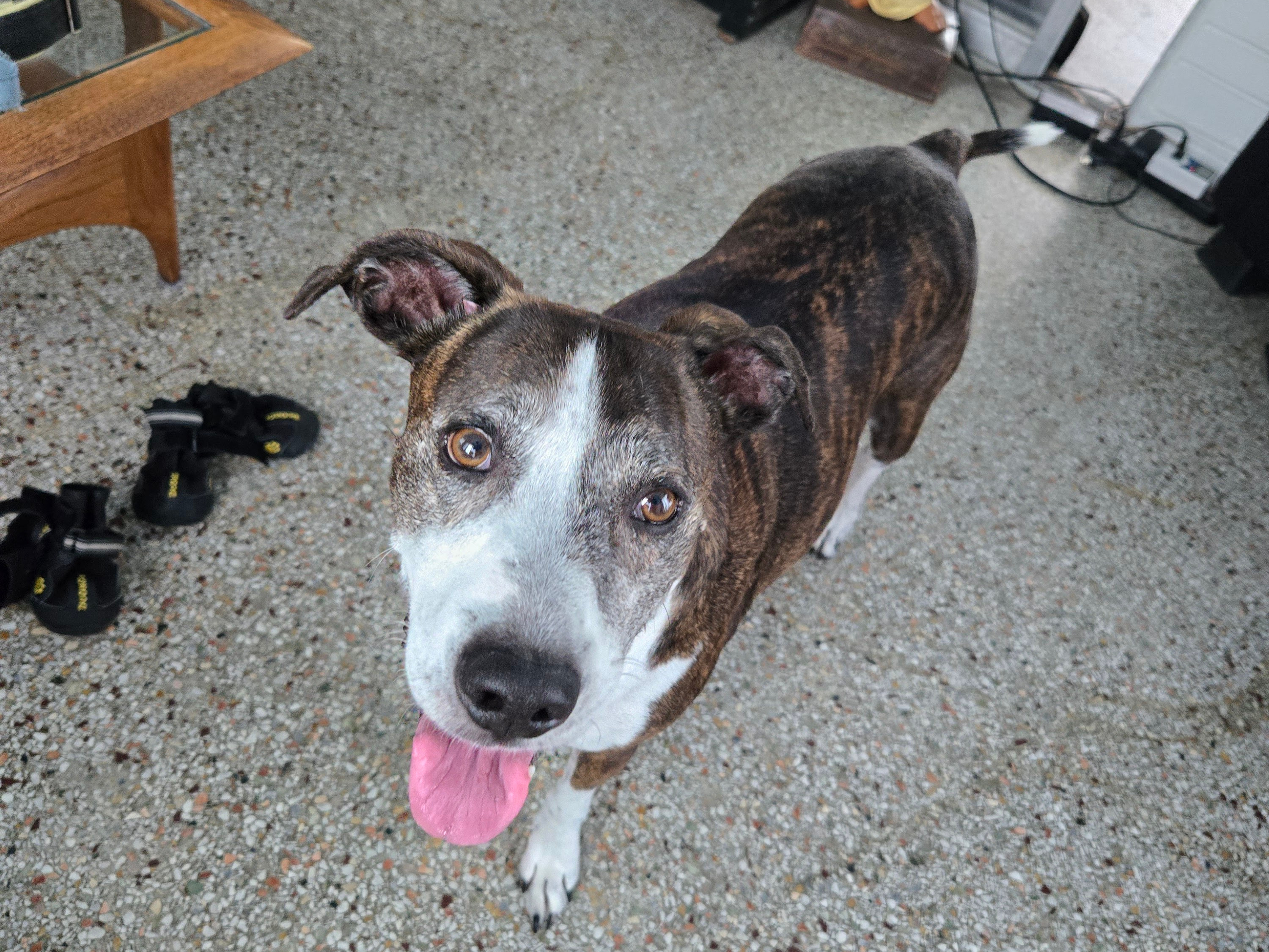 Happy brindle dog standing indoors with tongue out.