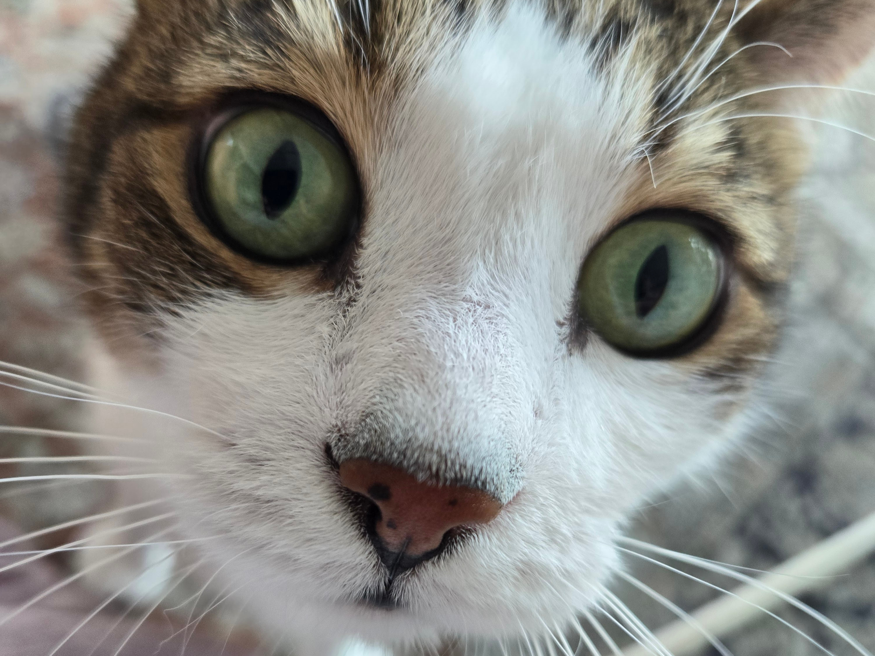 Close-up of a cat’s face with big green eyes.