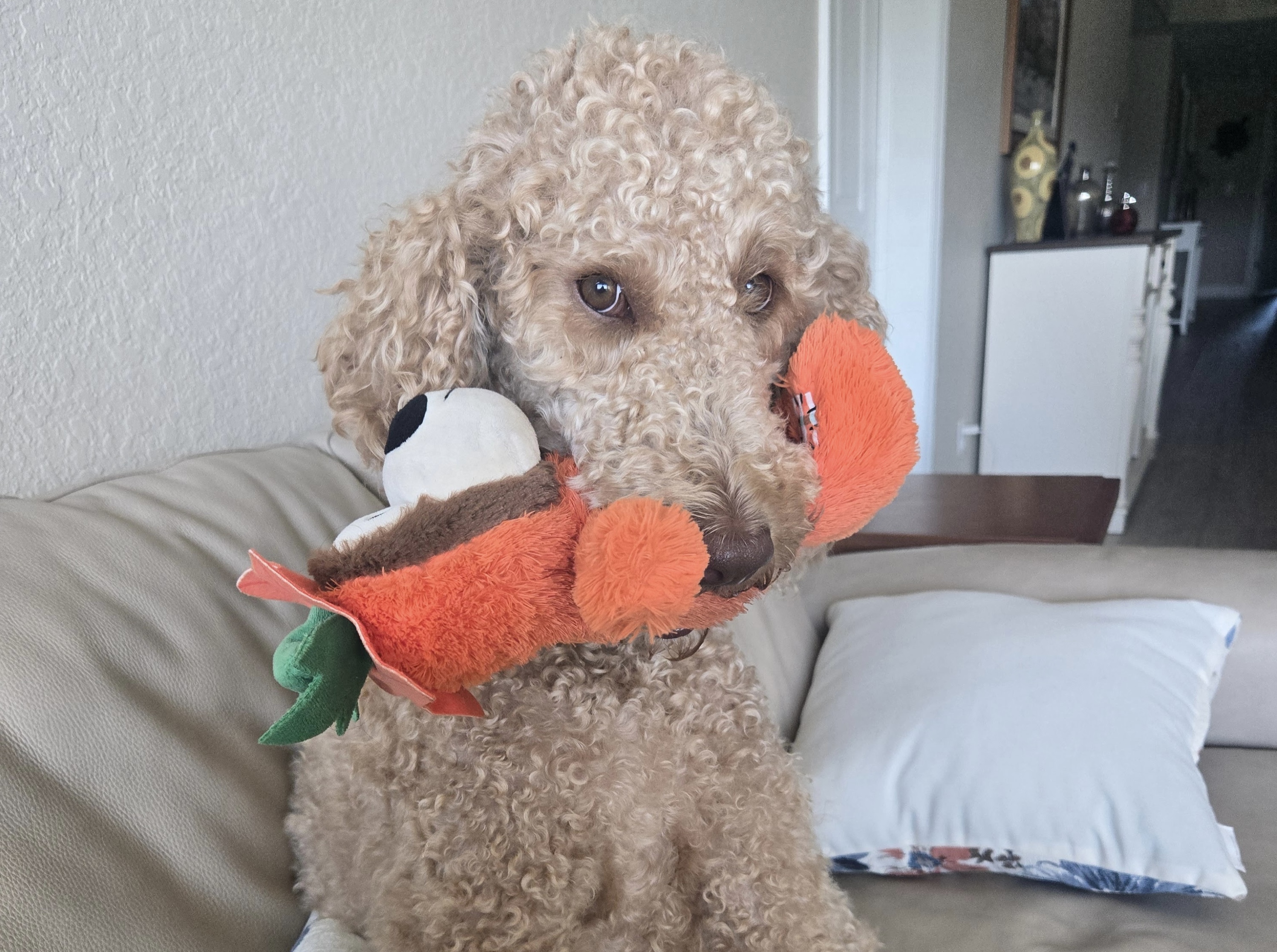 Curly dog sitting on a couch holding a plush toy in its mouth.