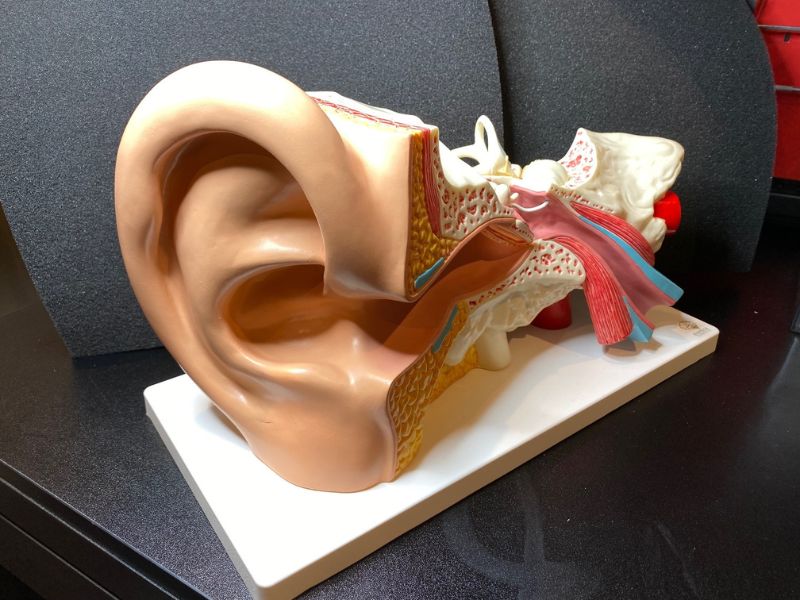 large model of the inner ear
