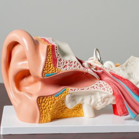 model of an ear