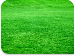 Floratam Sod / Grass per pallet  (450 sqft)