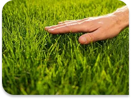 Bahia sod / Grass per pallet (400sqft)