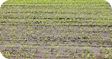 Locally Grown in Central Florida Soil