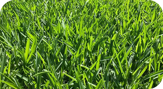 St. Augustine Sod Grass