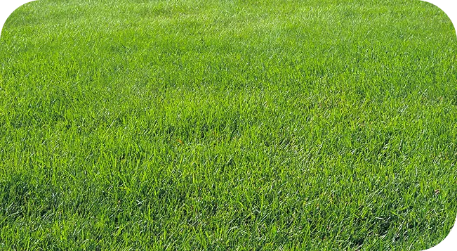 Provista Sod Grass