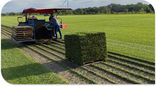 High-Quality Harvest Grass
