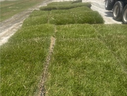 Provista Sod / Grass per pallet  (450 sqft)