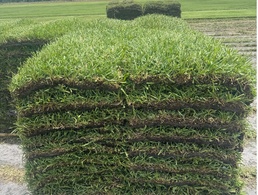 St. Augustine sod / Grass per pallet (450 sqft)