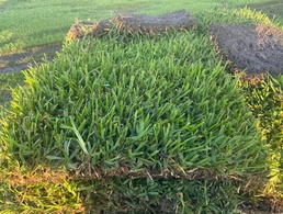 Floratam Sod / Grass per pallet  (450 sqft)