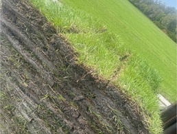 Bahia sod / Grass per pallet (400sqft)