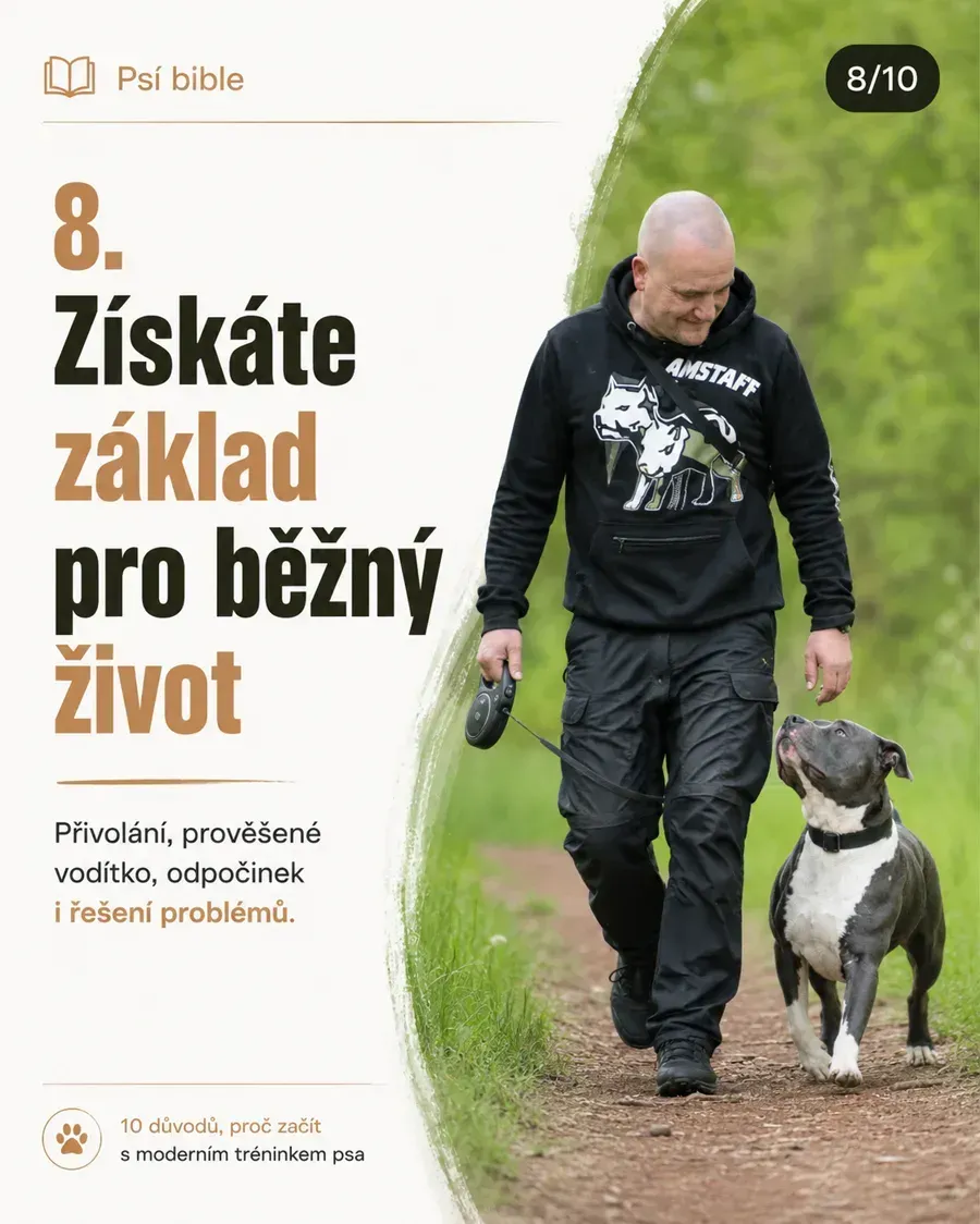 Srozumitelné prostředí pro psa: co to znamená v běžném životě