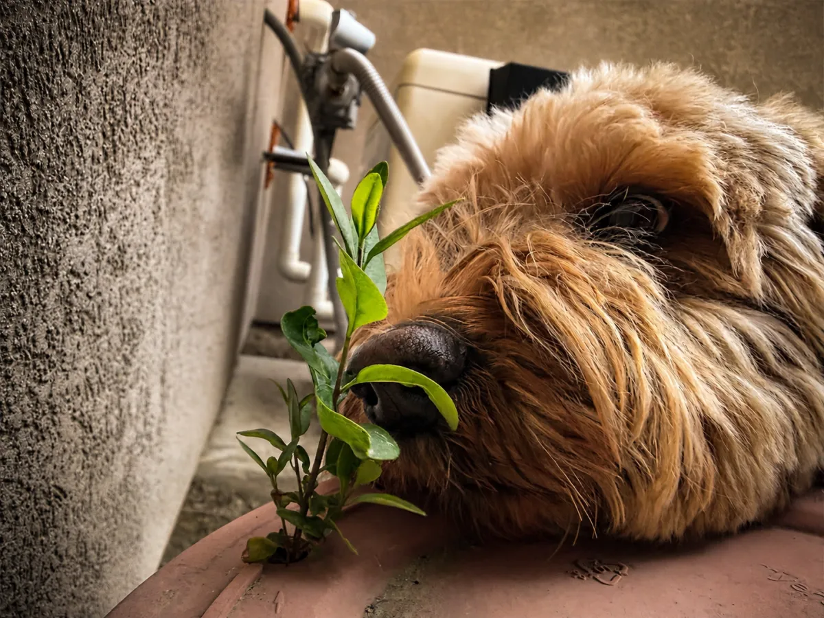 A golden doodle with a elm tree sprouting from a pot in a warm forest setting 