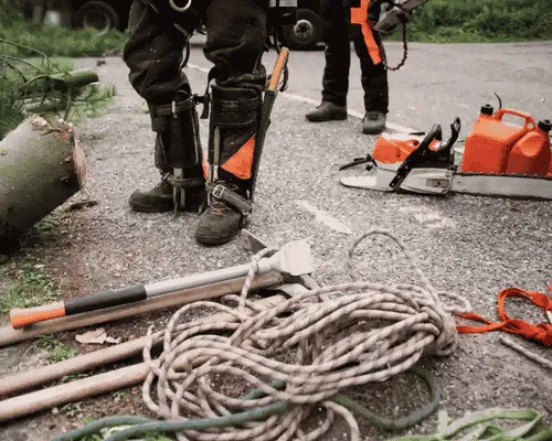Tree Removal in Brackenridge