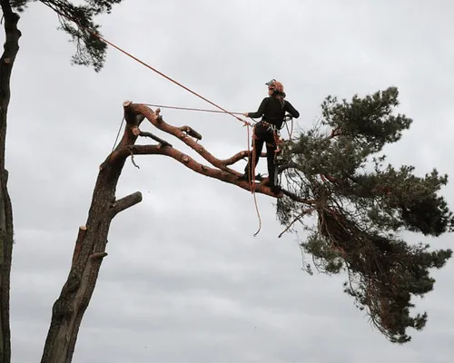 Arborist Brackenridge