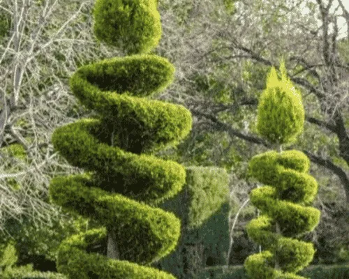 Shrub Shaping in Brackenridge