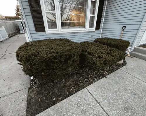  Tree Removal