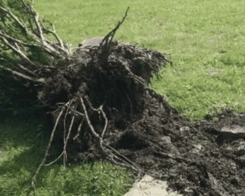 Monroeville Shrub Removal