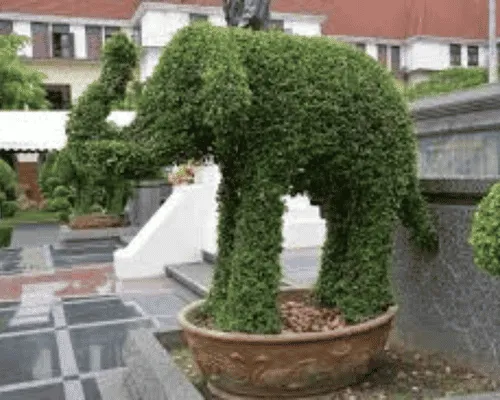 Monroeville Shrub Shaping