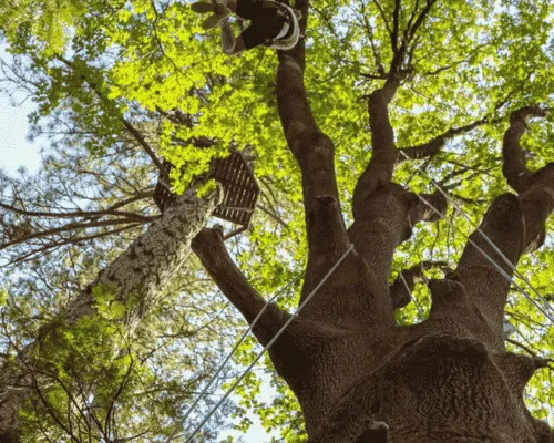 Tree Climbing in Brackenridge